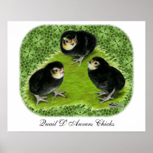 Bantam Chicks in the Garden Poster