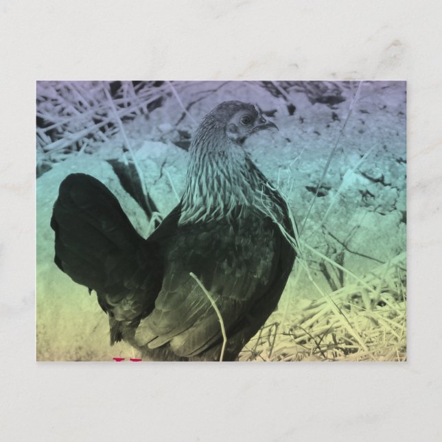 Bantam Hen Easter Holiday Postcard (Front)