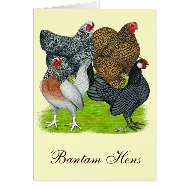Bantam Hen Quartet (Front)