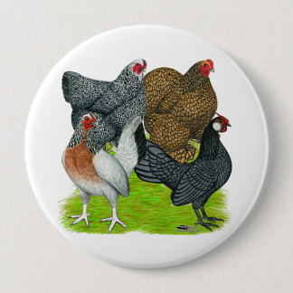 Bantam Hen Quartet 10 Cm Round Badge