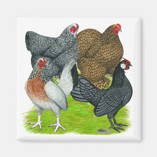 Bantam Hen Quartet Magnet