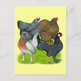 Bantam Hen Quartet Postcard