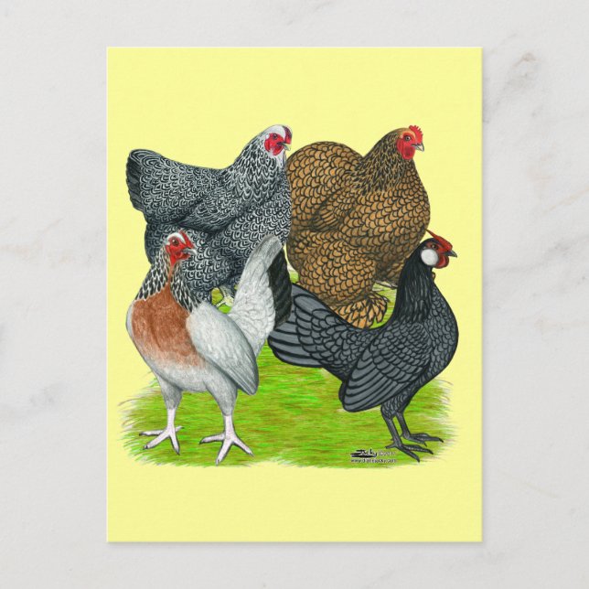 Bantam Hen Quartet Postcard (Front)
