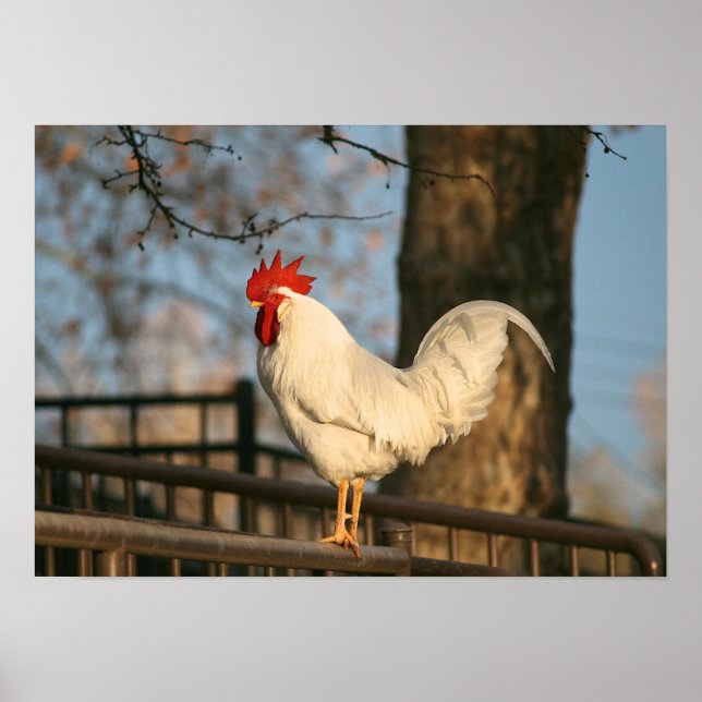 "Bantam in the Morning" Poster (Front)