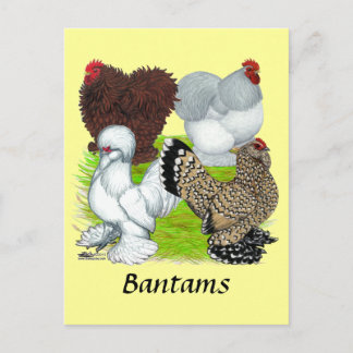 Bantams Feather Legged Postcard