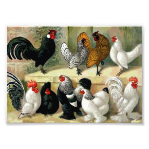 "Bantams" Vintage Illustration Photo Print