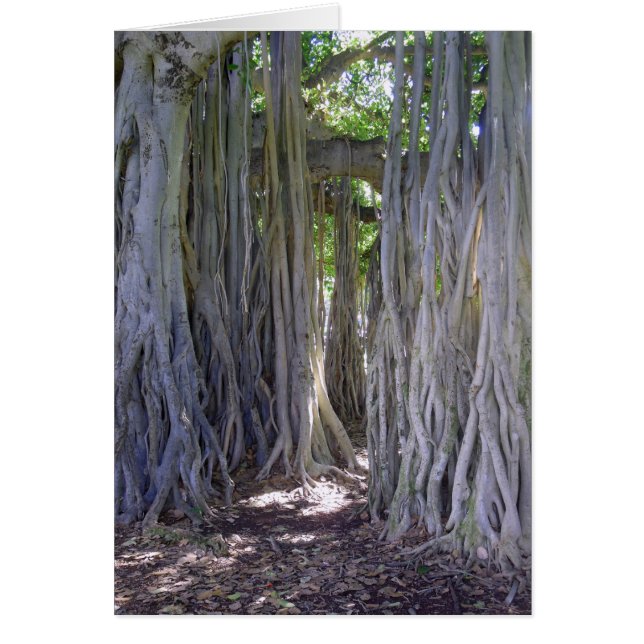 Banyan Tree (Front)