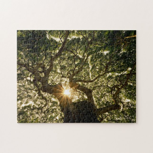 Banyan Tree Canopy Sunstar Jigsaw Puzzle (Horizontal)