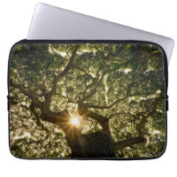 Banyan Tree Canopy Sunstar