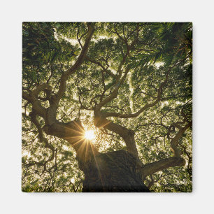 Banyan Tree Canopy Sunstar Magnet