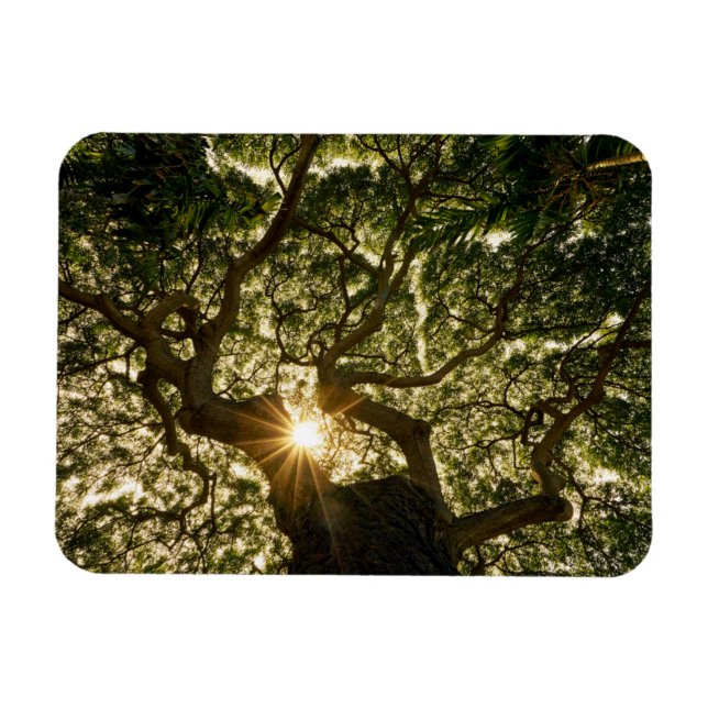 Banyan Tree Canopy Sunstar Magnet (Horizontal)