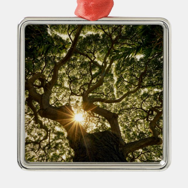 Banyan Tree Canopy Sunstar Metal Tree Decoration (Front)