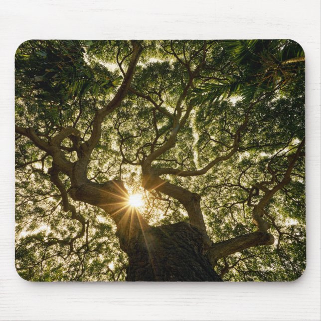 Banyan Tree Canopy Sunstar Mouse Pad (Front)