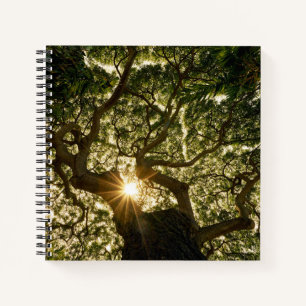 Banyan Tree Canopy Sunstar Notebook