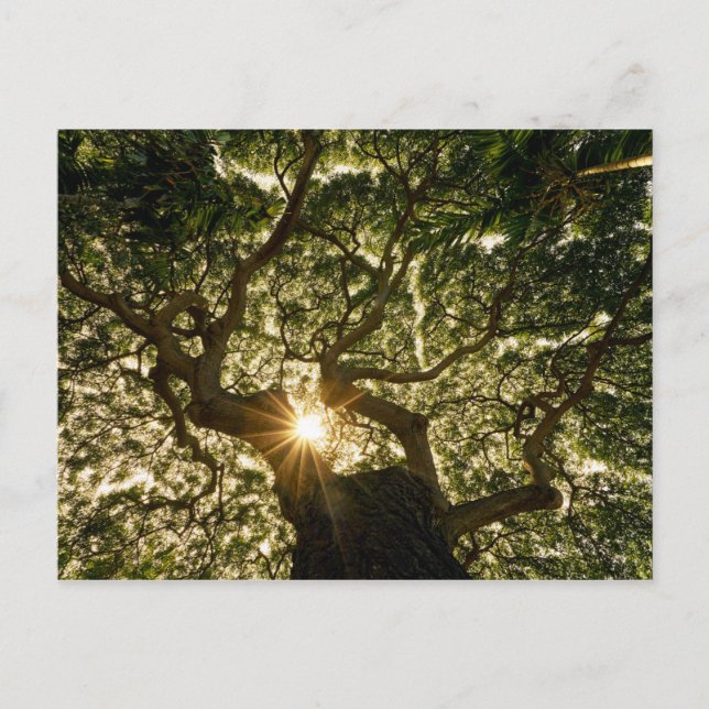 Banyan Tree Canopy Sunstar Postcard (Front)