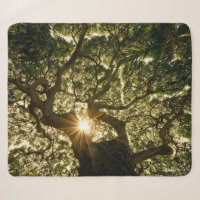 Banyan Tree Canopy Sunstar