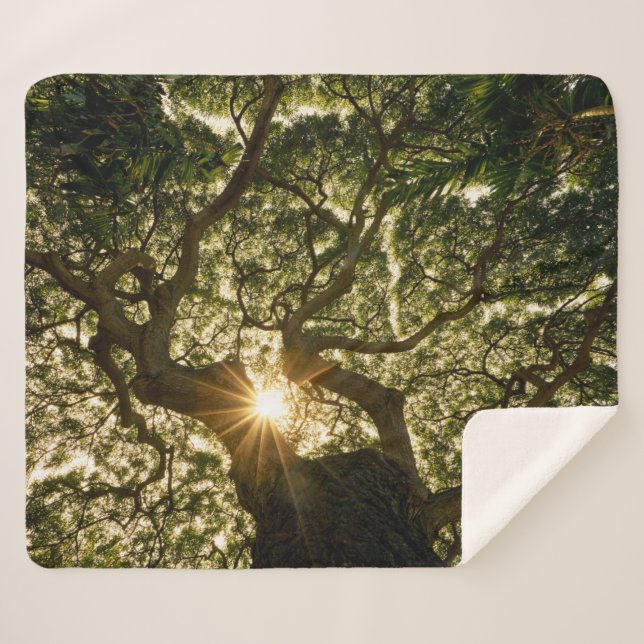 Banyan Tree Canopy Sunstar Sherpa Blanket (Front (Horizontal))