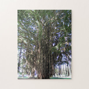 Banyan Tree, Hilo Hawaii Jigsaw Puzzle
