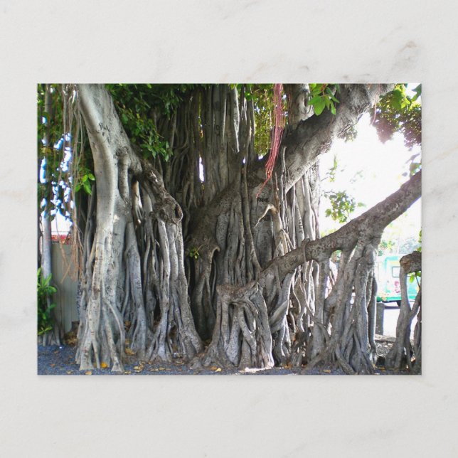 Banyan Tree Postcard (Front)