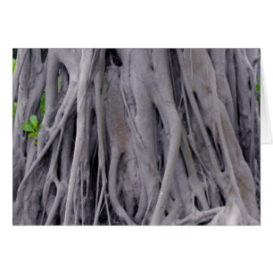 Banyan Tree Trunk