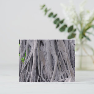 Banyan Tree Trunk Postcard