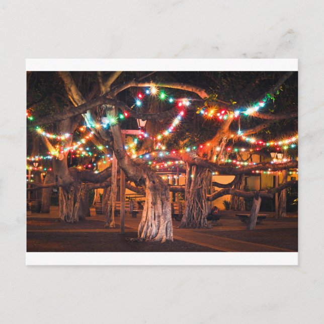 Banyan Tree with Holiday Lights Postcard (Front)