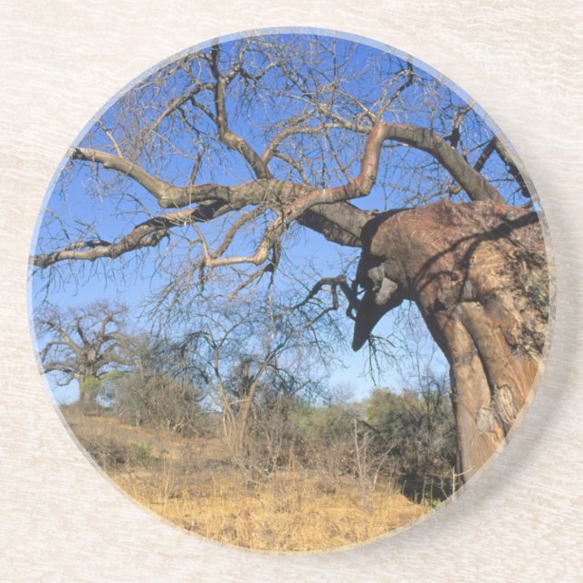 Baobab (Adansonia Digitata), Kruger National Coaster (Front)