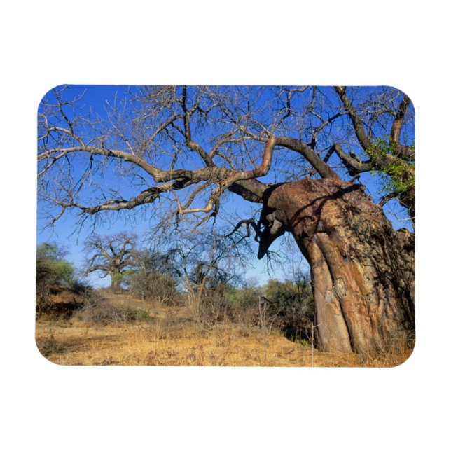 Baobab (Adansonia Digitata), Kruger National Magnet (Horizontal)