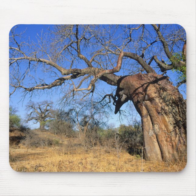 Baobab (Adansonia Digitata), Kruger National Mouse Pad (Front)