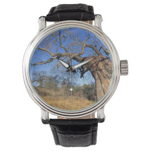 Baobab (Adansonia Digitata), Kruger National Watch