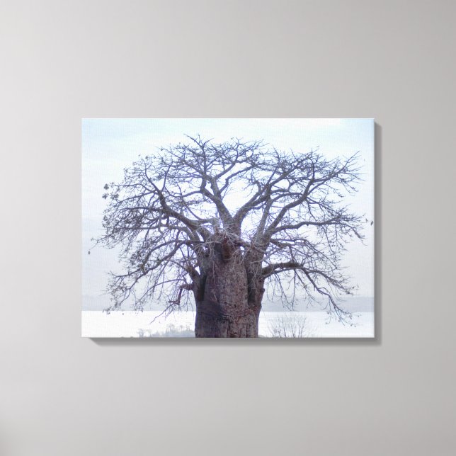 Baobab (Adansonia Digitata), Luanda Canvas Print (Front)