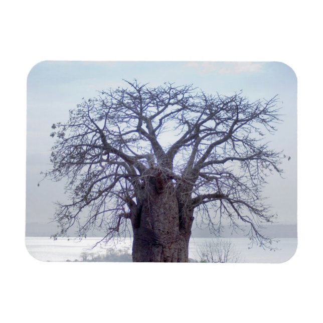 Baobab (Adansonia Digitata), Luanda Magnet (Horizontal)