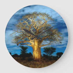 Baobab (Adansonia) Tree Light Up By The Moon Large Clock
