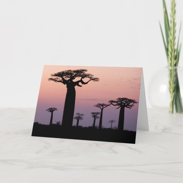 Baobab Alley', Madagascar, Morondava, Africa, Card (Front)
