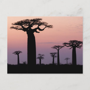 Baobab Alley', Madagascar, Morondava, Africa, Postcard