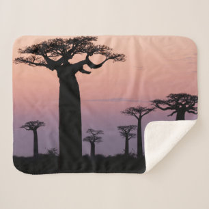 Baobab Alley', Madagascar, Morondava, Africa, Sherpa Blanket