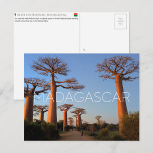 Baobab Alley, Madagascar Travel Postcard