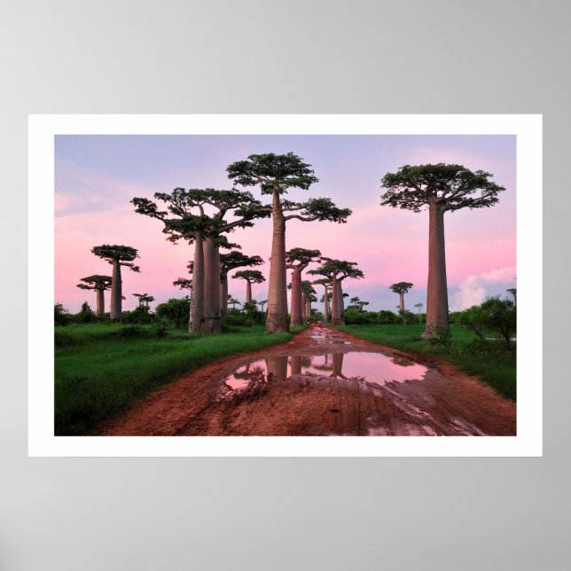 baobab forest Africa  poster from 8.99 (Front)