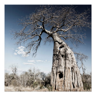 Baobab Tree at Mana Pools National Park, Zimbabwe Poster