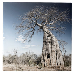 Baobab Tree at Mana Pools National Park, Zimbabwe Tile