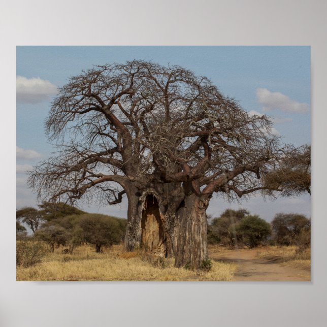 Baobab Tree From Tanzania. Poster (Front)