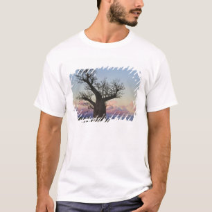 Baobab trees, Berenty, Toliara, Madagascar T-Shirt