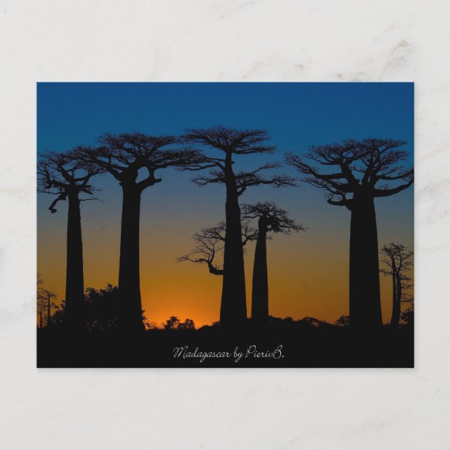 Baobabs de Madagascar Postcard (Front)