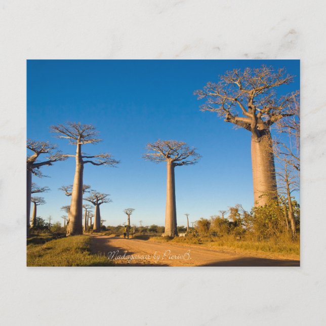 Baobabs de Madagascar Postcard (Front)