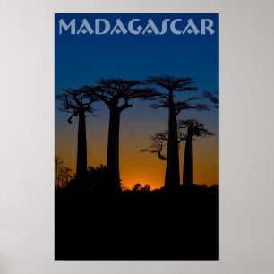 Baobabs de Madagascar Poster