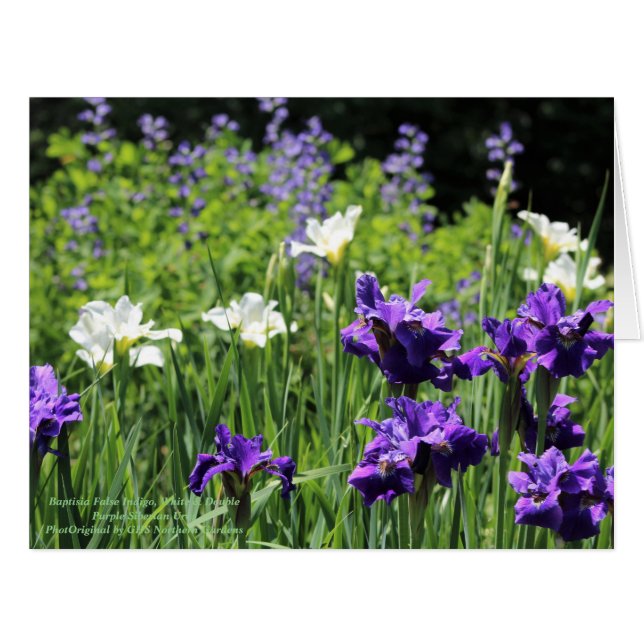 Baptisia False Indigo, White and Double Purple Sib (Front Horizontal)