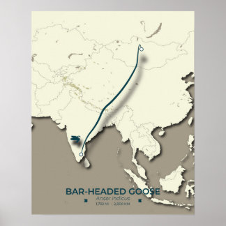Bar-headed Goose Migration Map – Minimalist Poster