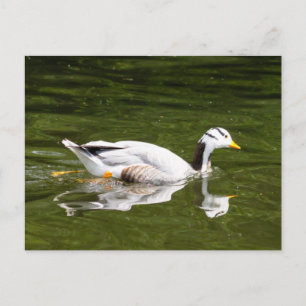 Bar-Headed Goose Postcard