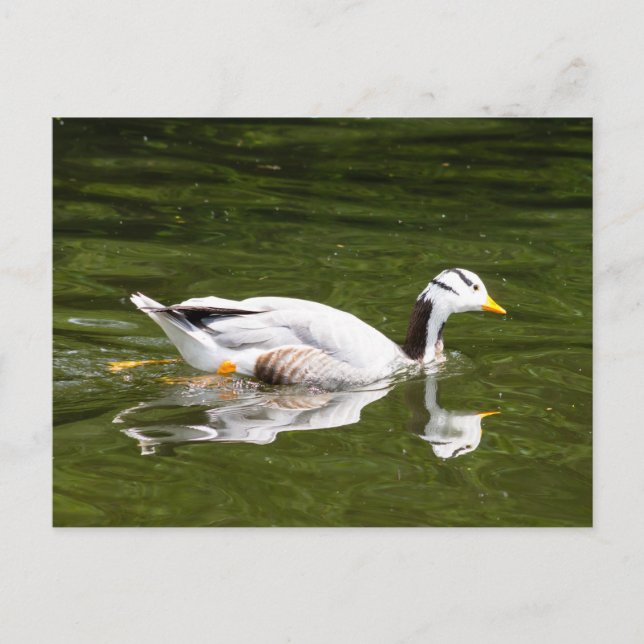 Bar-Headed Goose Postcard (Front)