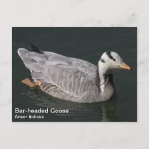 Bar-headed Goose Postcard